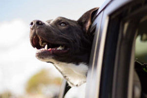 resultats veterinari