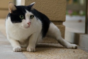 Gato asustado