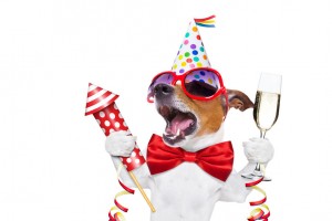 Perro fiesta San Juan
