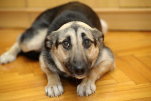 Perro asustado