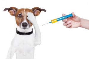 vacunacion-perro