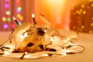 perro-jugando-luces-navidad