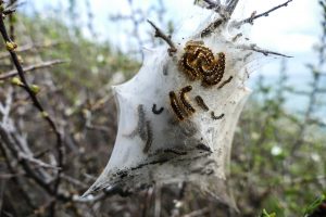 oruga-procesionaria-en-arbol