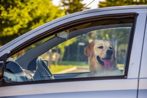 perro-labrador-encerrado-dentro-coche