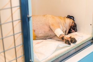 perro-desmayado-por-golpe-de-calor