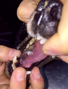 afectacion-picada-oruga-procesionaria-boca-perro